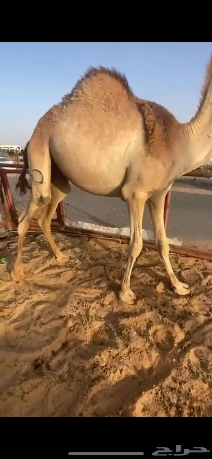 للبيع القعدان الكفو للمبادي وزواجات 6