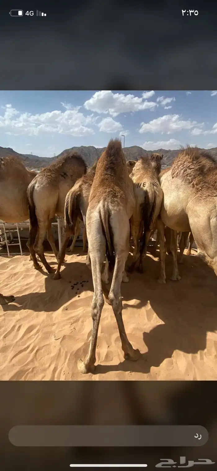 للبيع القعدان الكفو للمبادي وزواجات 9