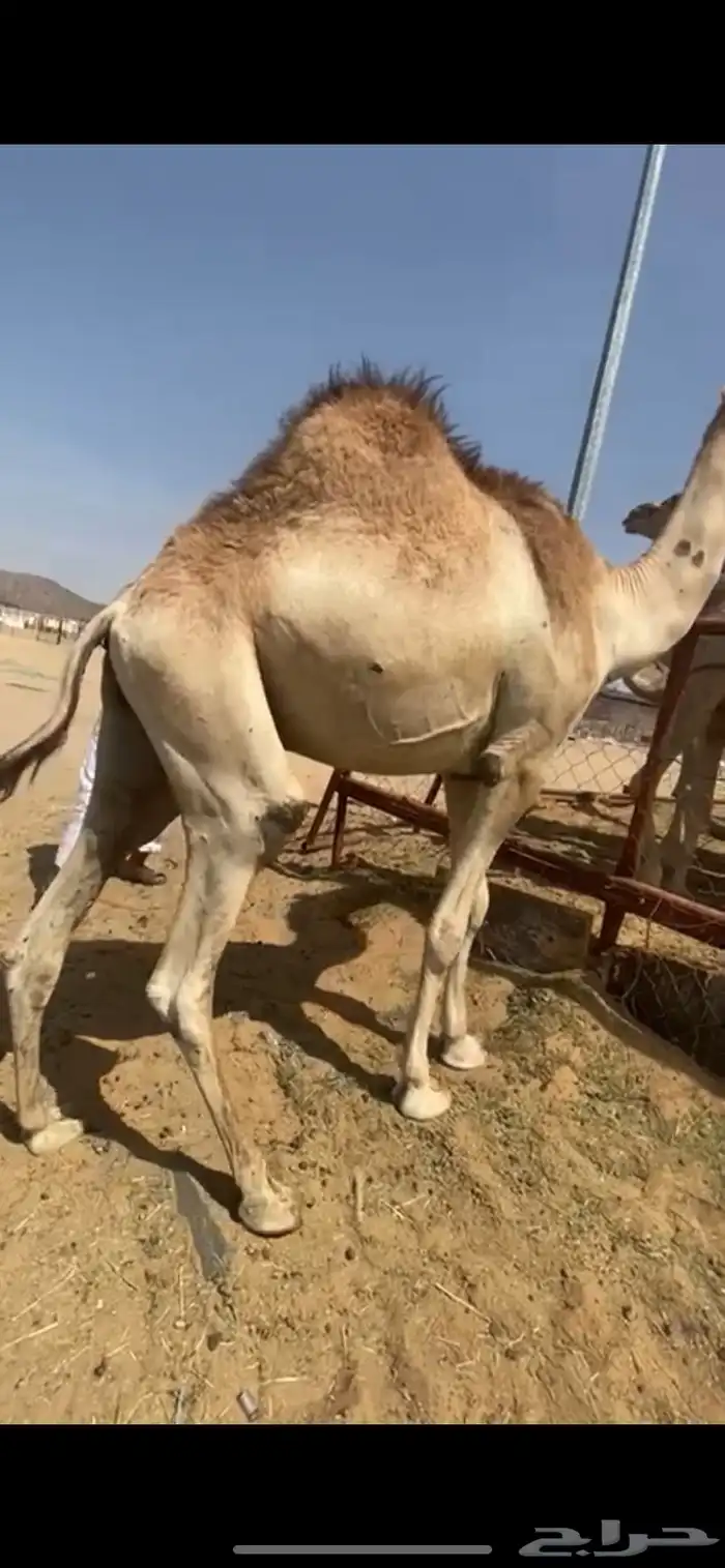 للبيع القعدان الكفو للمبادي وزواجات 0