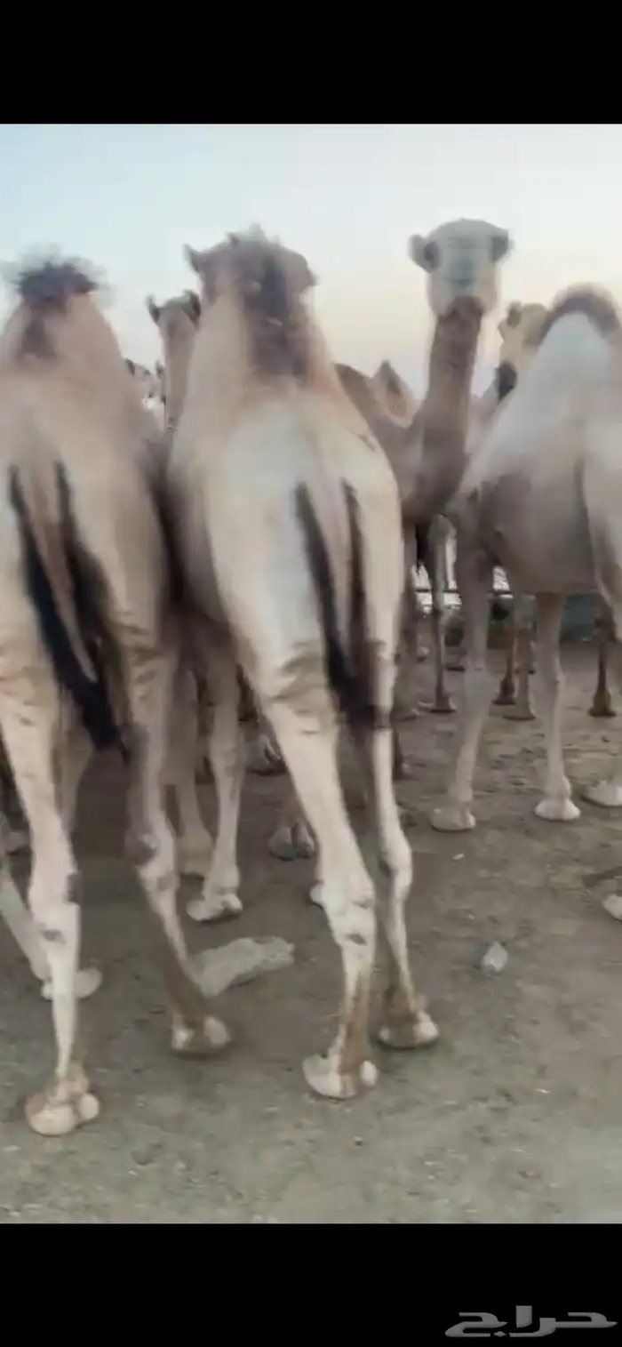 للبيع القعدان الكفو للمبادي وزواجات 4