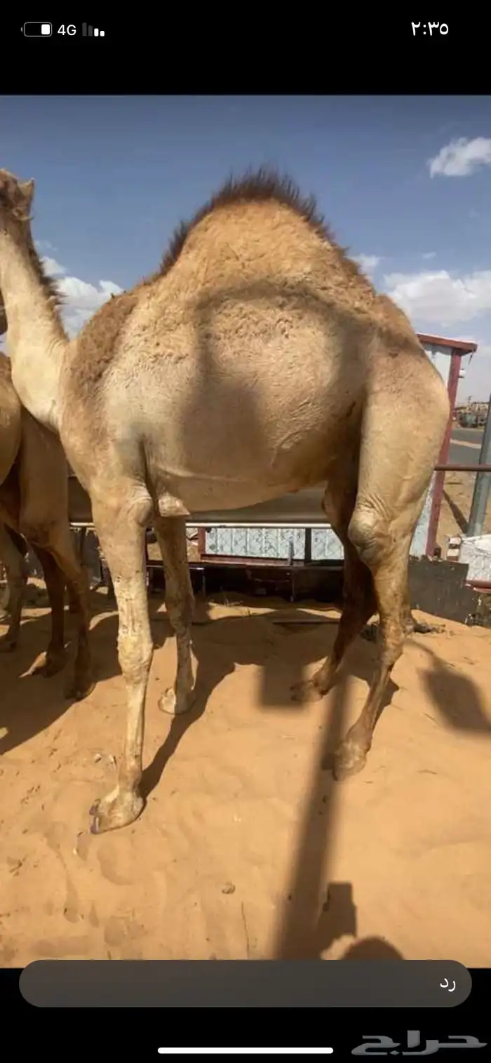 للبيع القعدان الكفو للمبادي وزواجات 8