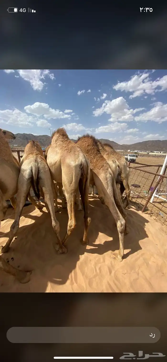 للبيع القعدان الكفو للمبادي وزواجات 11