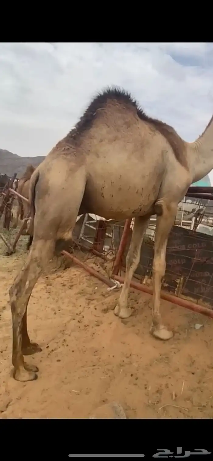للبيع القعدان الكفو للمبادي وزواجات 3