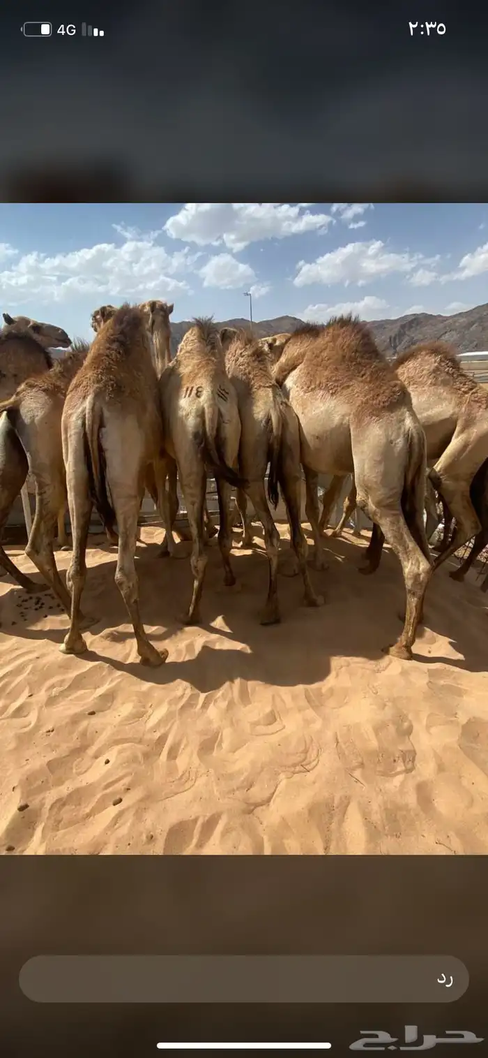 للبيع القعدان الكفو للمبادي وزواجات 10