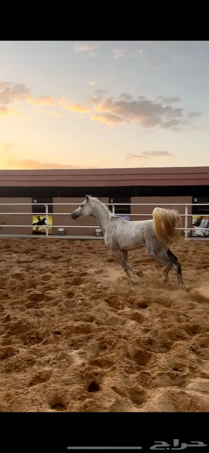 ايواء خيول اسطبلات خيول 9