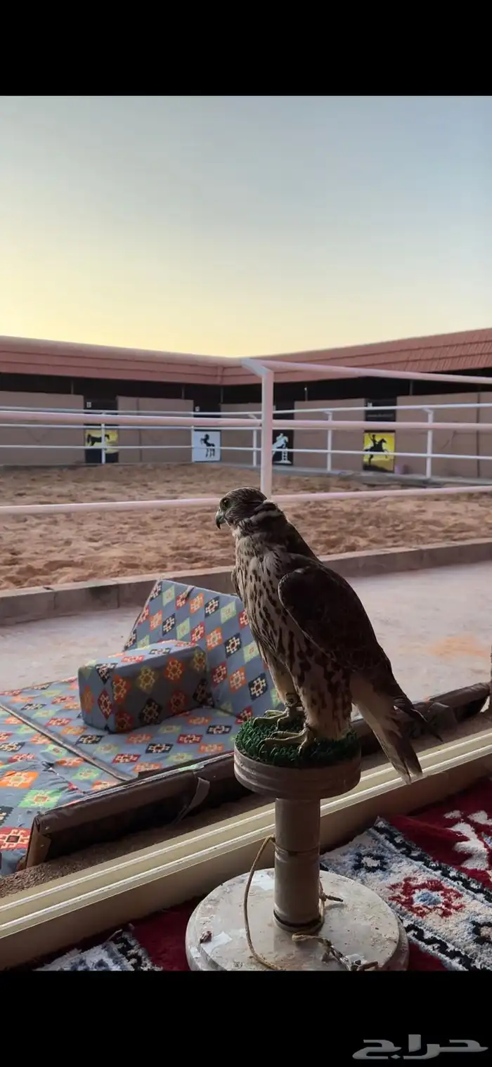 ايواء خيول اسطبلات خيول 3