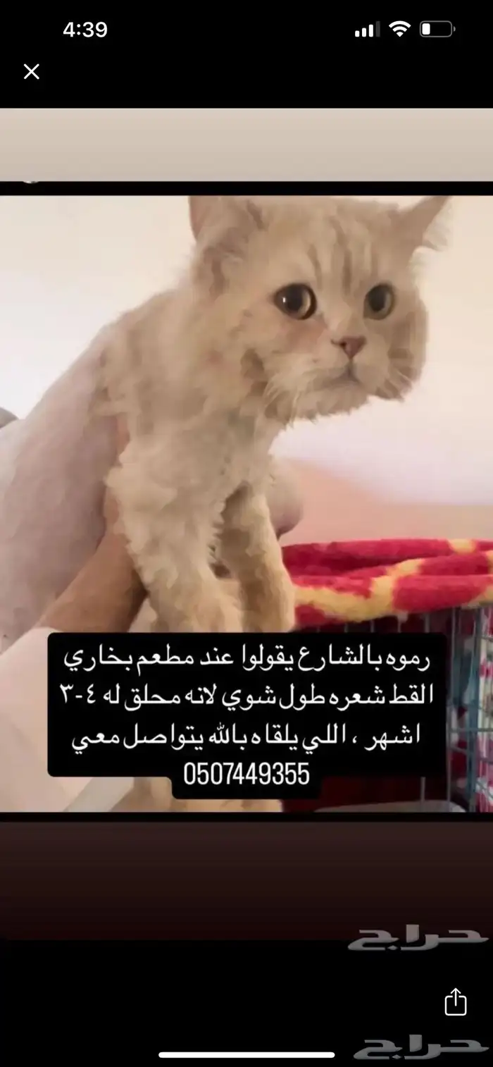 قط مفقود في حفر الباطن مكافاة لمن يجده 500 ريال 0