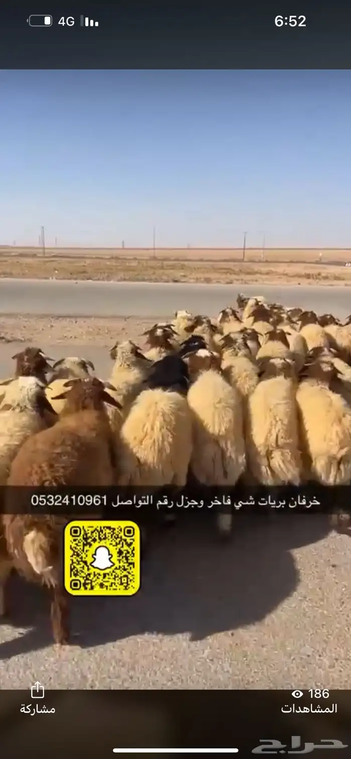 ذبايح عرعر مع خدمة الذبح وتوصيل مجاني 0