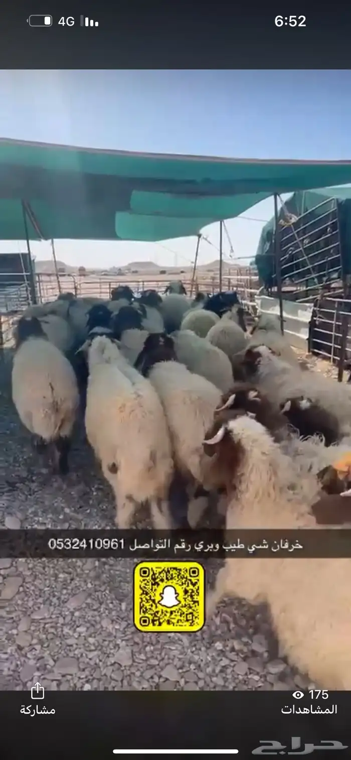ذبايح عرعر مع خدمة الذبح وتوصيل مجاني 1