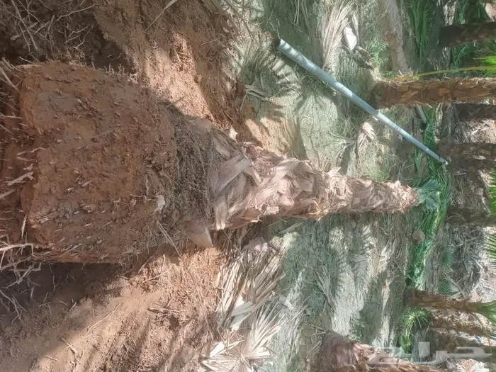 مقاول شبوك 8