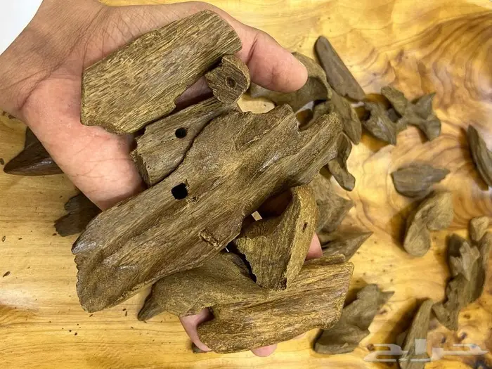 عود مروكي دبل 1
