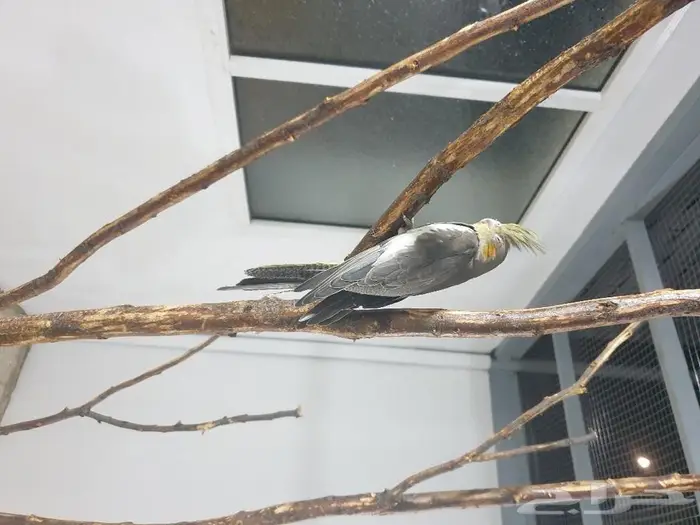 فرخ كروان تم البيع 0