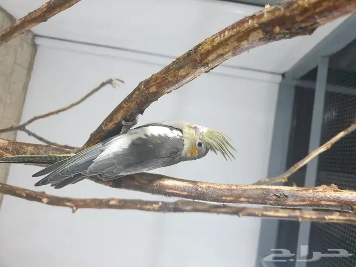 فرخ كروان تم البيع 1