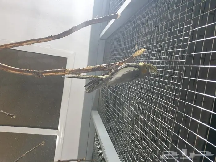 فرخ كروان تم البيع 2