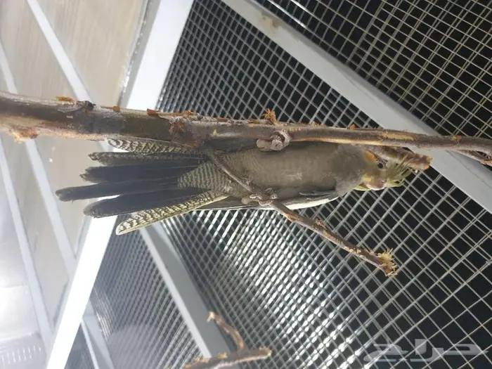 فرخ كروان تم البيع 3