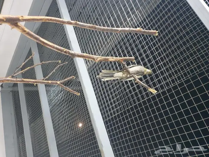 فرخ كروان تم البيع 4