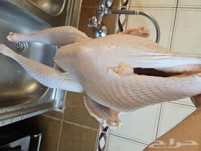 كامل ديك رمي رقم الاعلان 26 06 2024 3