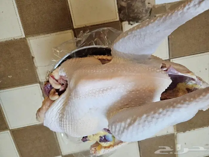 كامل ديك رمي رقم الاعلان 26 06 2024 4