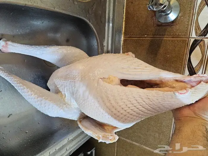 كامل ديك رمي رقم الاعلان 26 06 2024 5