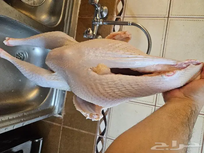 كامل ديك رمي رقم الاعلان 26 06 2024 6