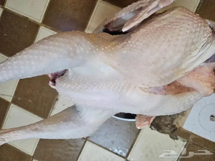 نصف ديك رومي وديك رومي كامل 0