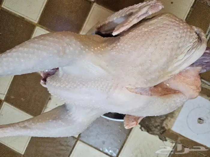 نصف ديك رومي وديك رومي كامل 1