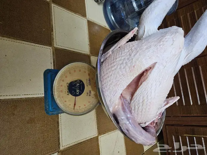 نصف ديك رومي وديك رومي كامل 3