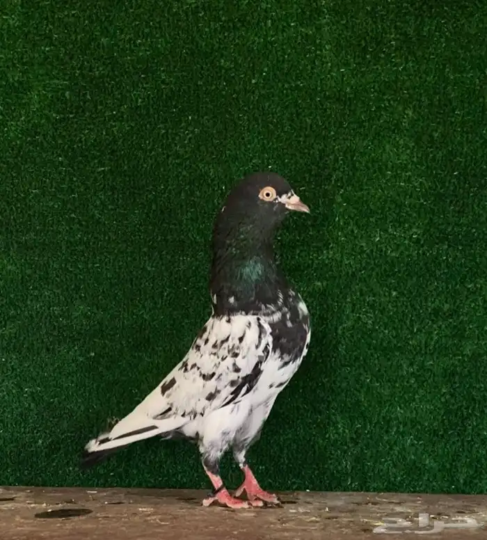 ذكر رمبوري تم البيع 0