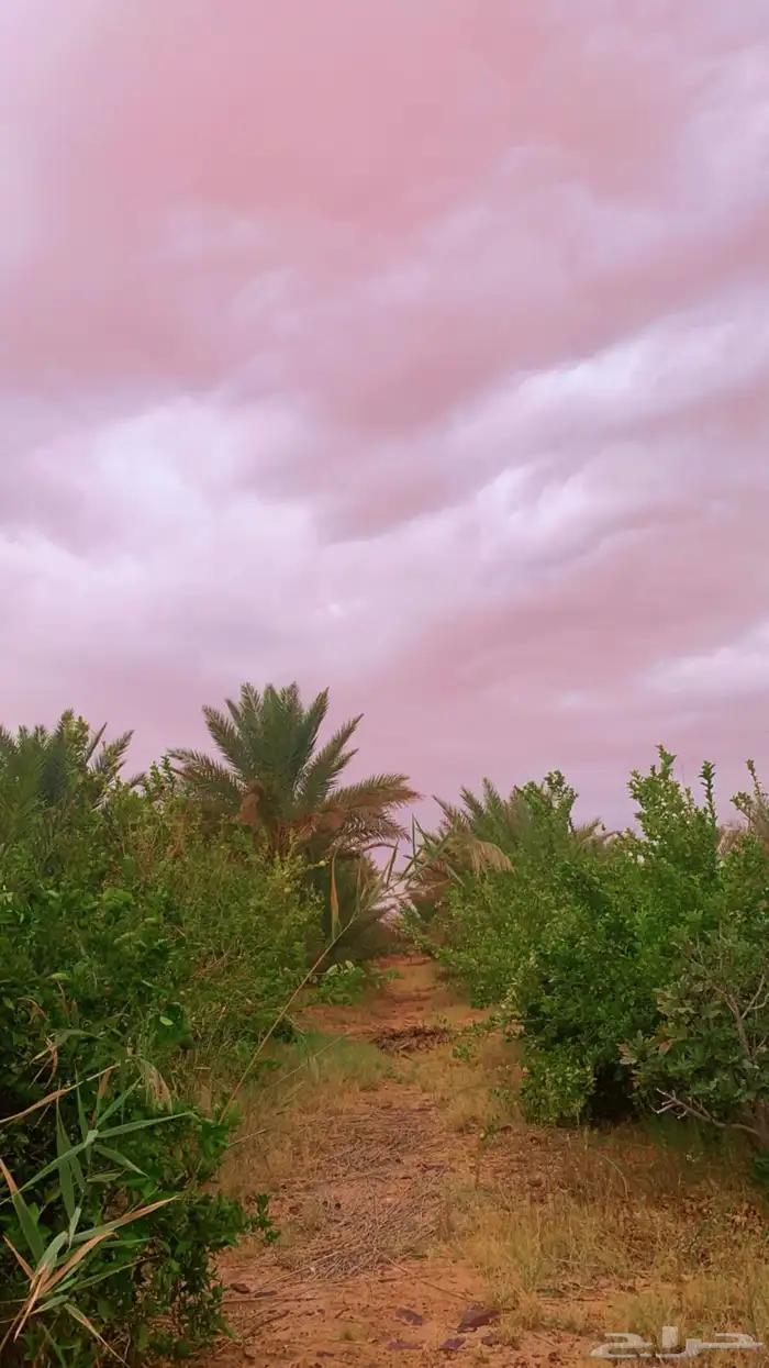 مزرعه في قرية أم صور 200 كم غرب حايل للبيع أو استثمار 5