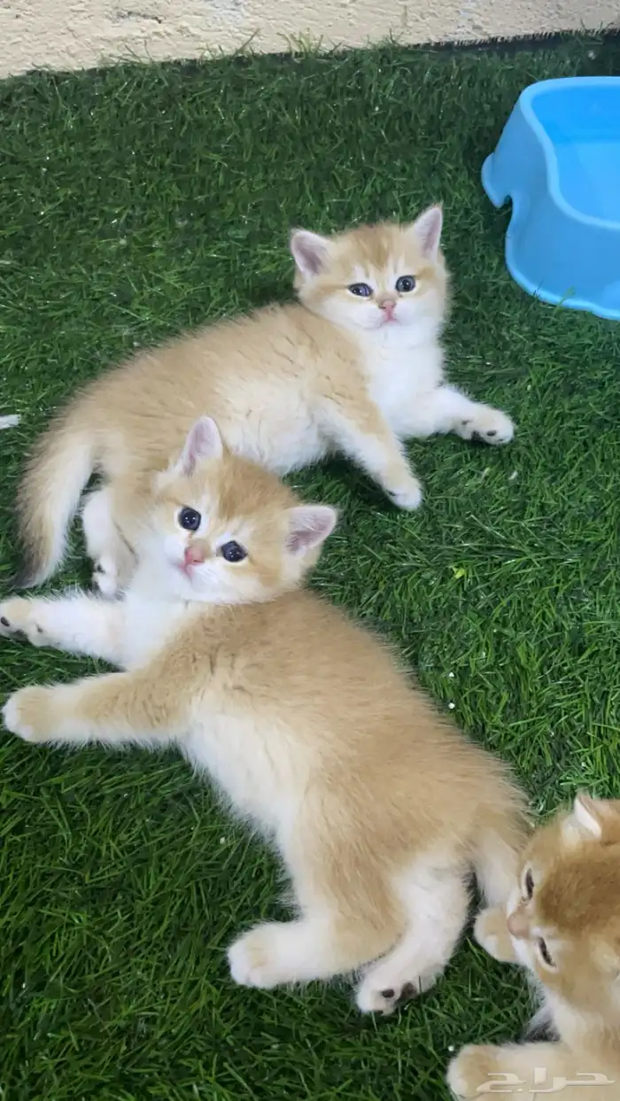 برتش قولد NY12 للتزاوج و للبيع _ الخرج 9