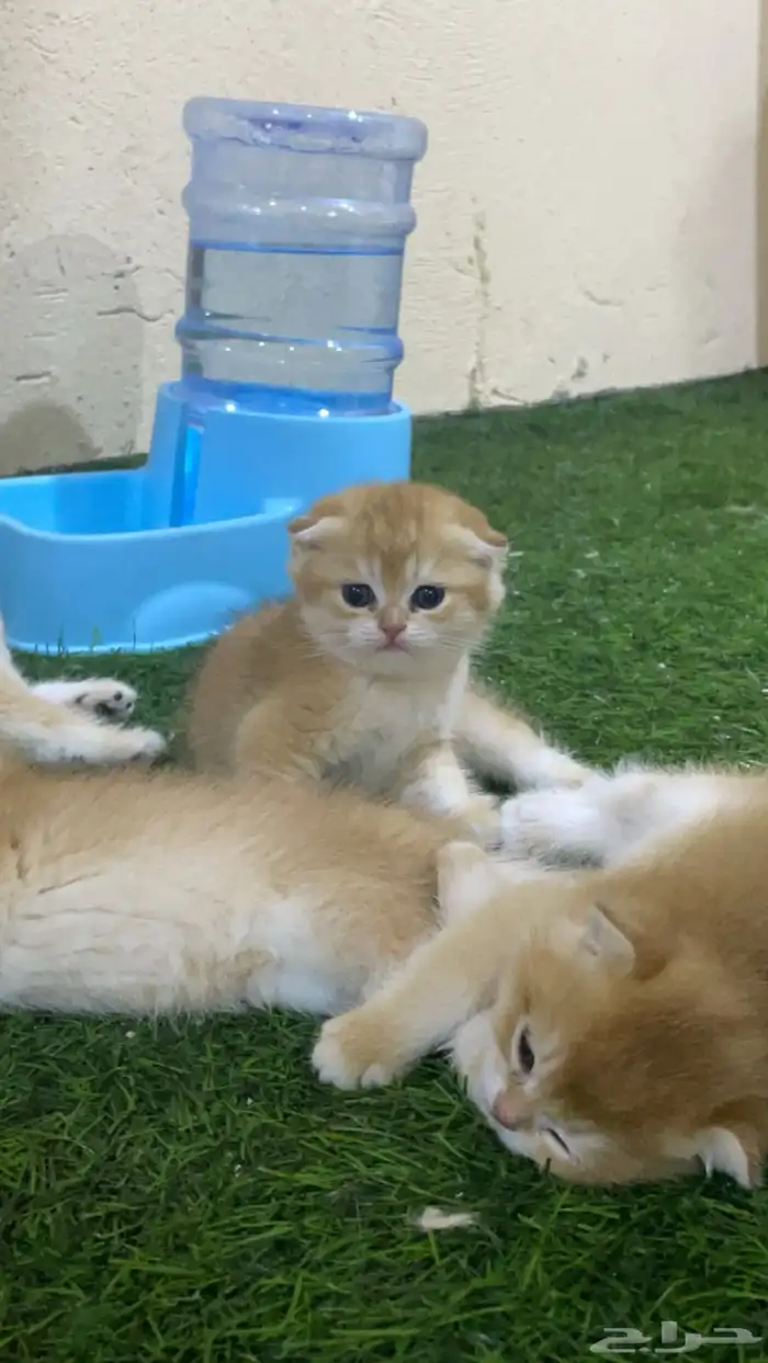 برتش قولد NY12 للتزاوج و للبيع _ الخرج 10