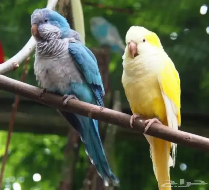 أزواج منتجه تصفيه عروووض 6