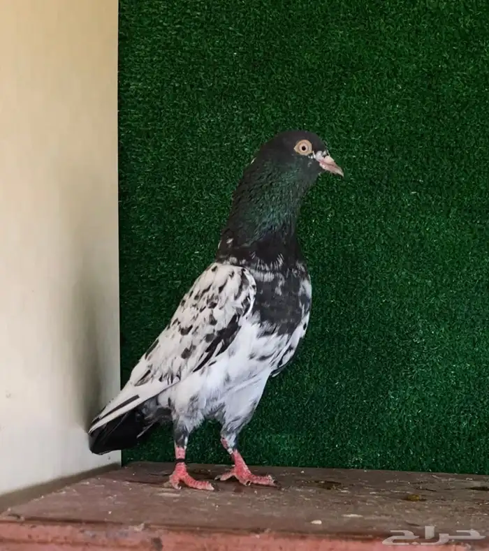 ذكر رمبوري تم البيع 1