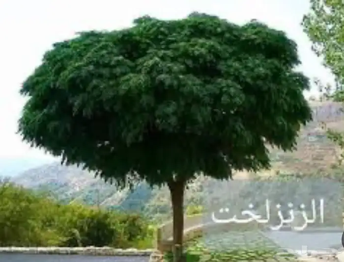 للبيع شجرة سايكس شجرة السرو الايطالي الزنزلخت جديد 2