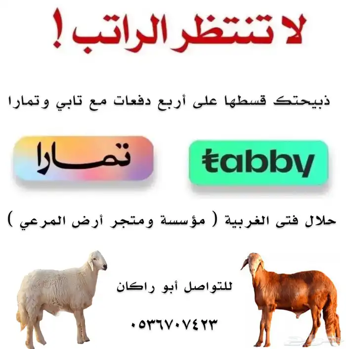 طليان ذبائح اقساط على تابي وتمارا 0