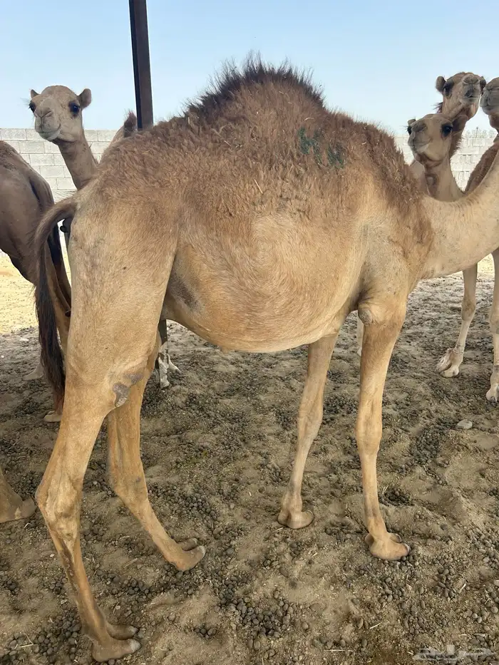 قعدان حاشي مرابي جاهزه لذبح وتوصيل 8