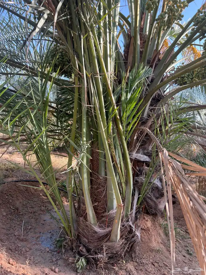 نخل مثمر للبيع 3