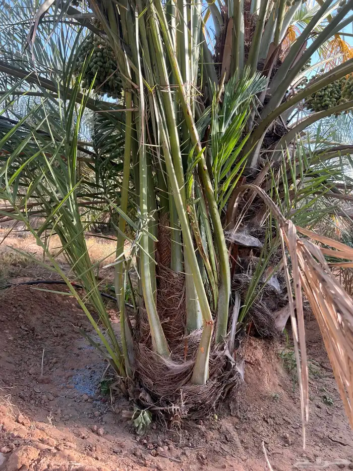 نخل مثمر للبيع 4