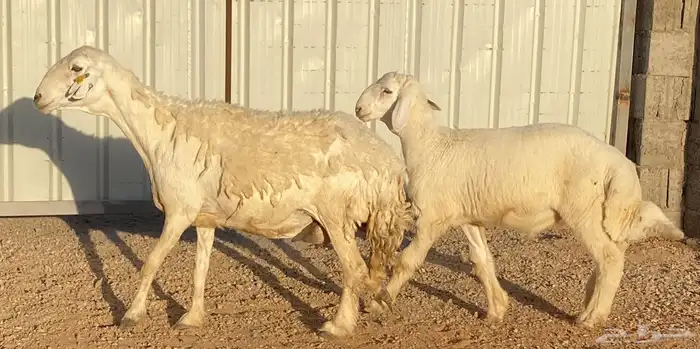 للبيع حرية صنف ومعها طلي مشروع فحل((تم البيع))) 1