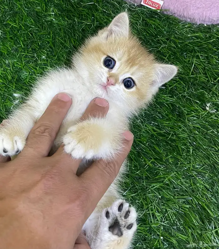 برتش قولد NY12 للتزاوج و للبيع _ الخرج 8