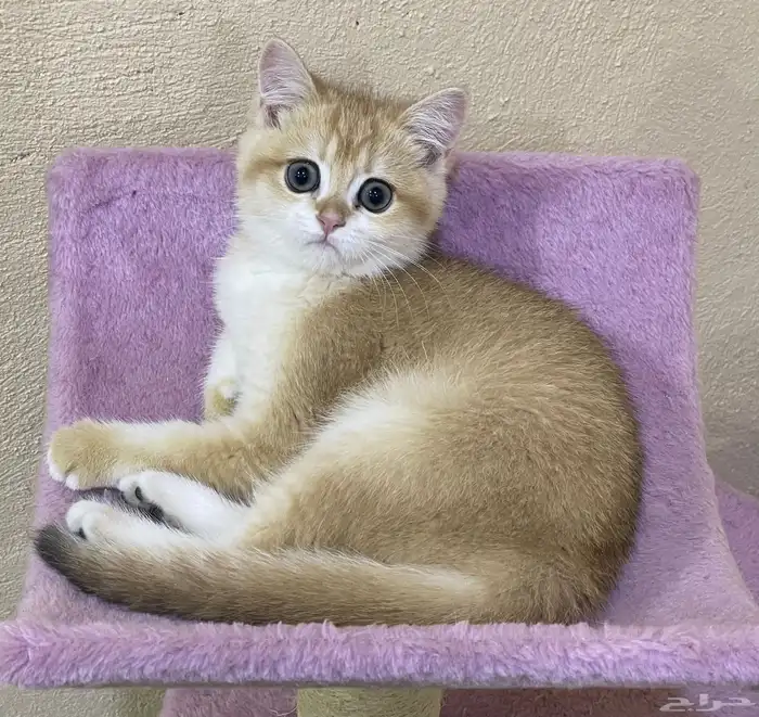 برتش قولد NY12 للتزاوج و للبيع _ الخرج 7