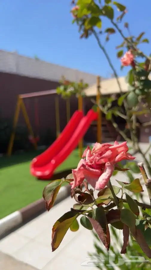 شاليهات واستراحات وفلل منتجع إطلالة الورد 2 11