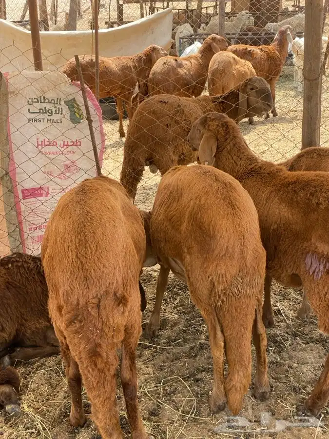 ذبايح سواكن مرابئ شي طيب ونظيف علئ الشرط 1