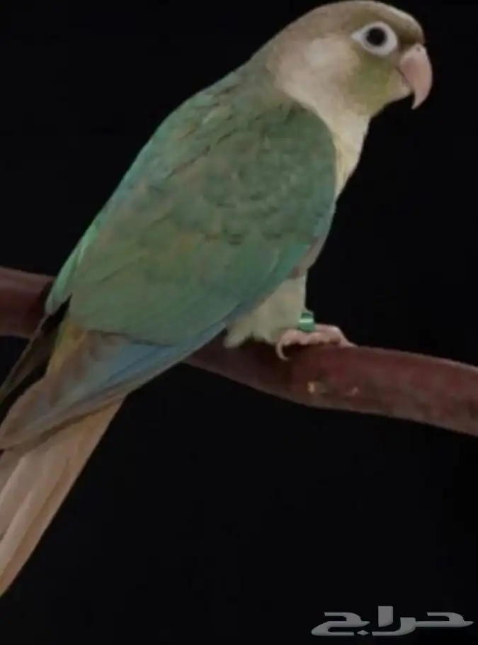 أزواج منتجه تصفيه عروووض 0