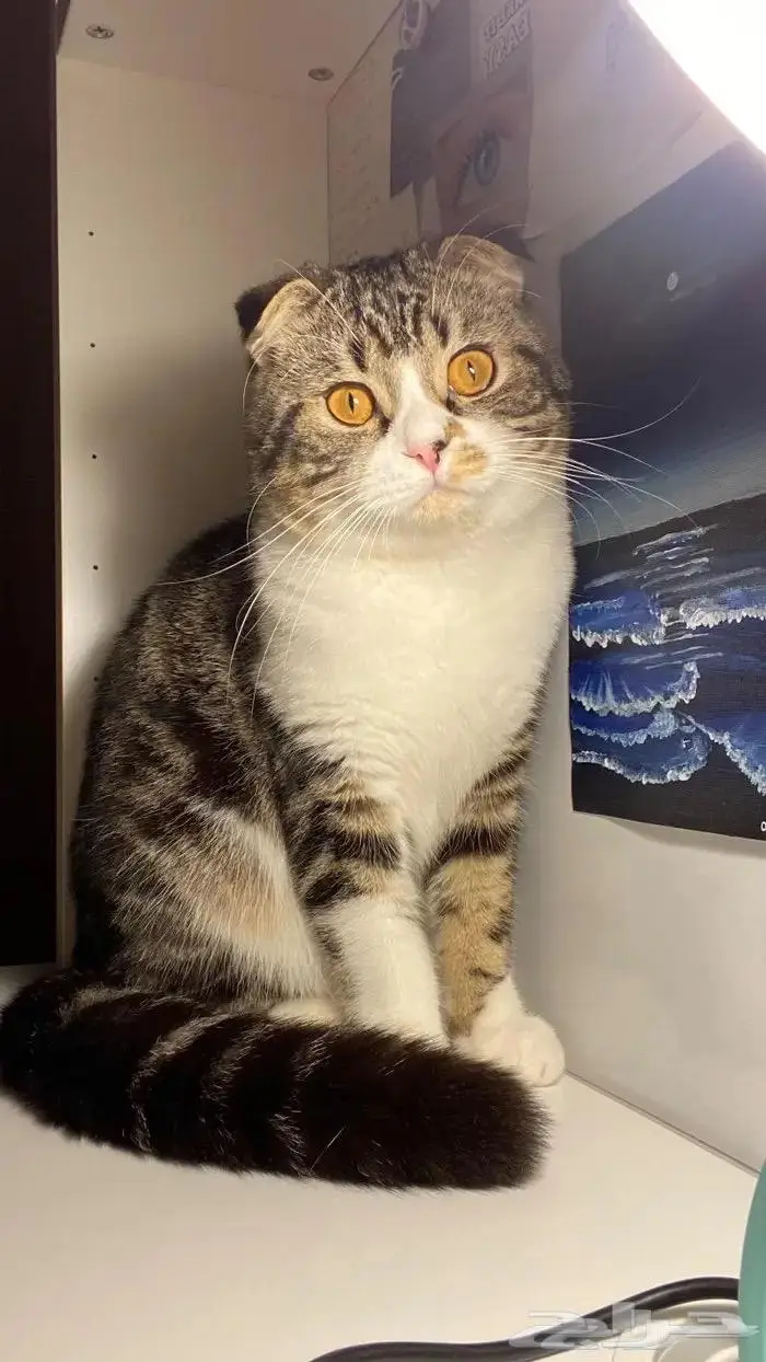 قط سكوتش فولد ضائع   Missing Scotch fold cat 2
