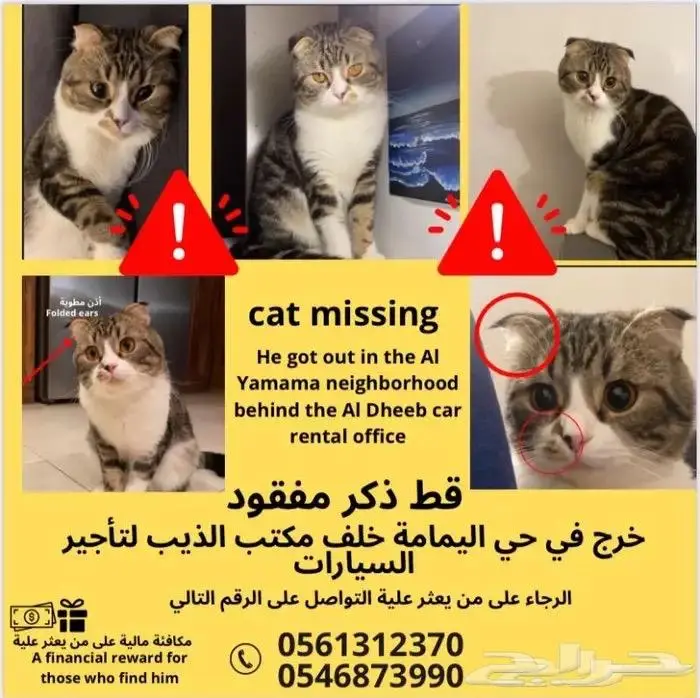 قط سكوتش فولد ضائع   Missing Scotch fold cat 1