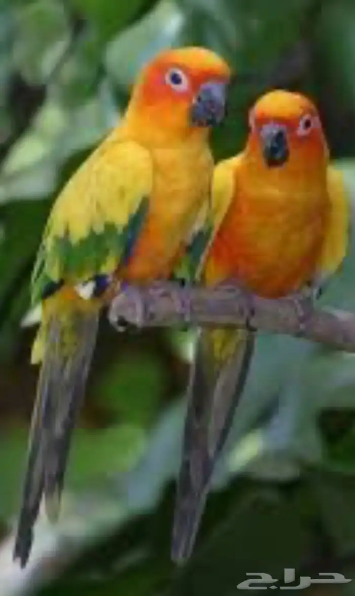 أزواج منتجه تصفيه عروووض 4