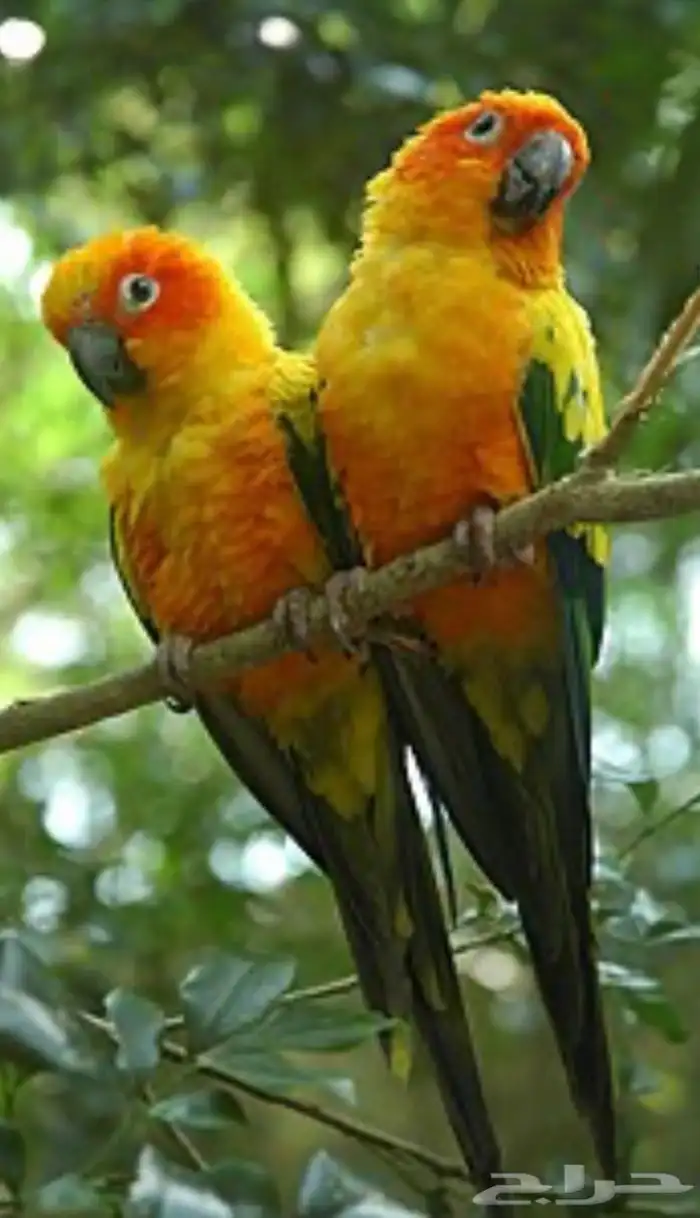 أزواج منتجه تصفيه عروووض 7