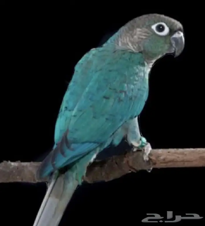 أزواج منتجه تصفيه عروووض 8