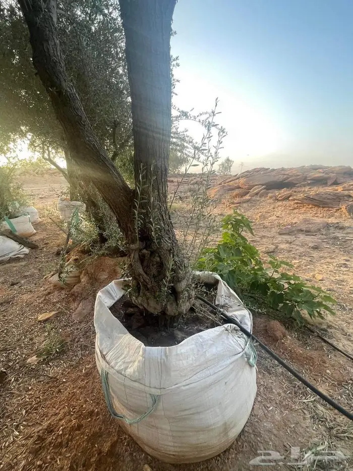 نجيل طببعي 19